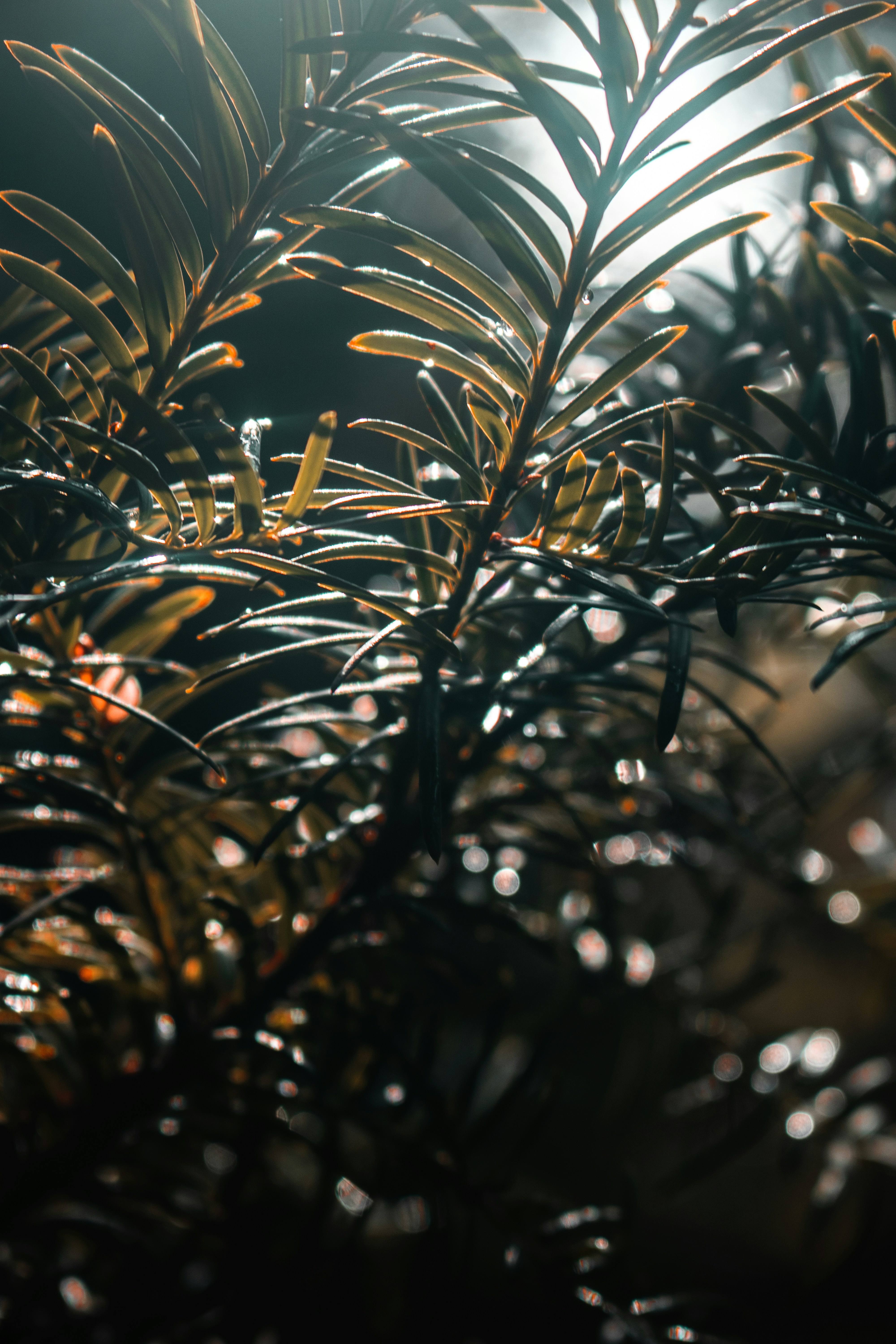 Photo by luka_tsikolia