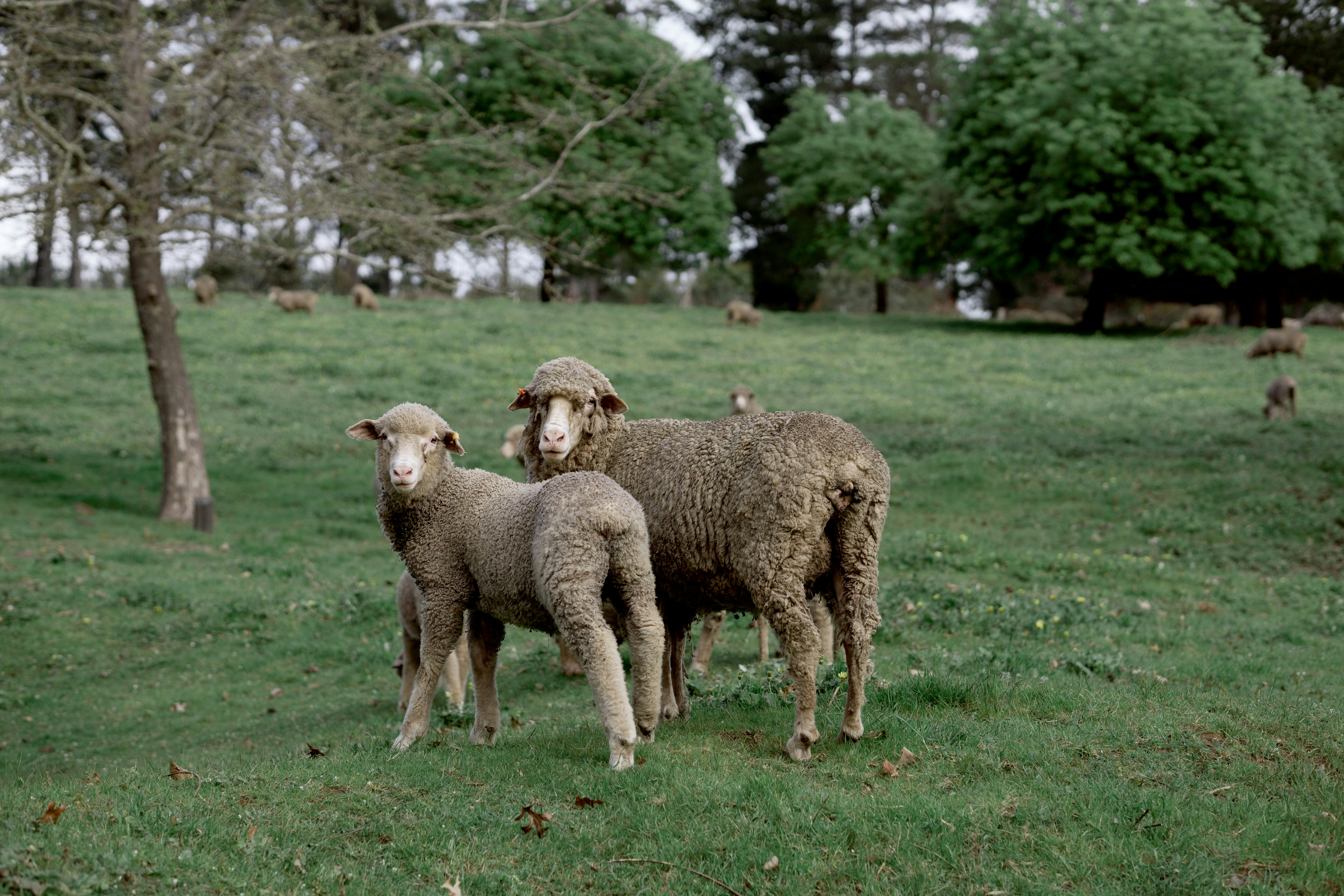 Mammalian Marvels: Diversity Across Orders (image credits: unsplash)