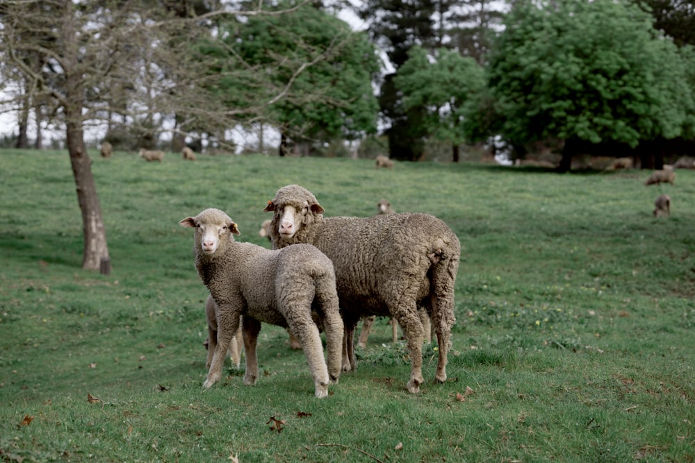 a couple of sheep standing on top of a lush green field