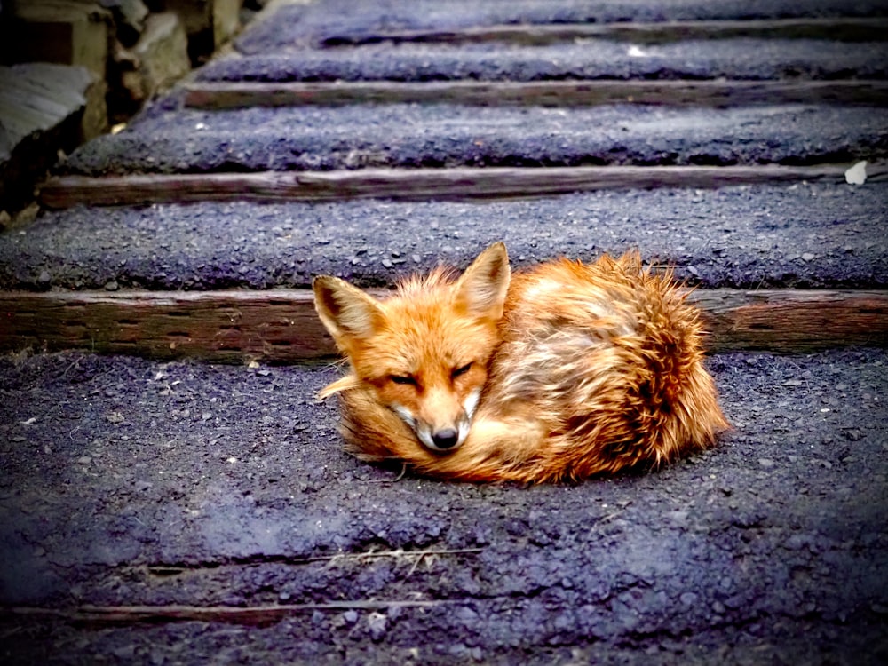 a small brown dog laying on top of a set of stairs