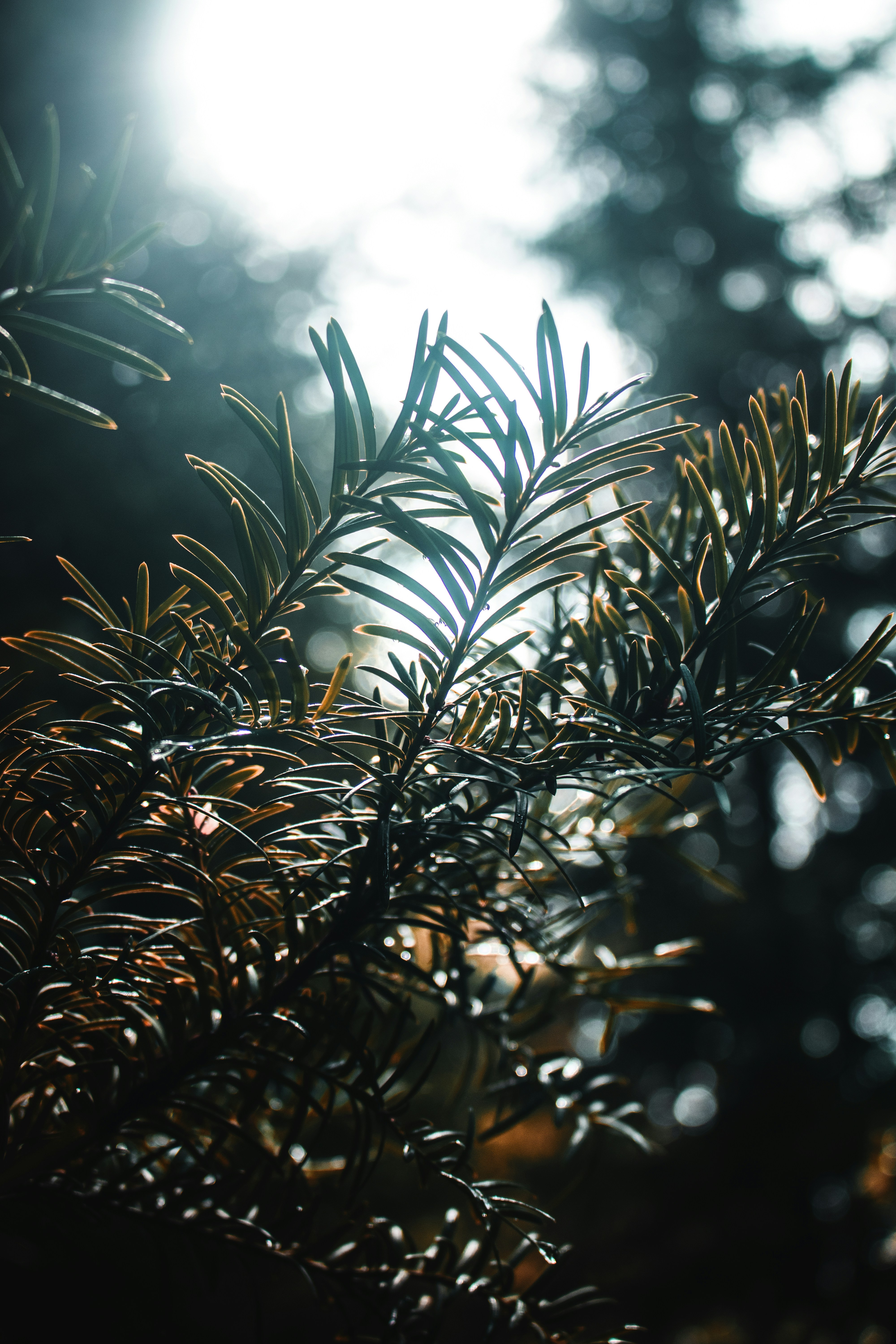 Photo by luka_tsikolia