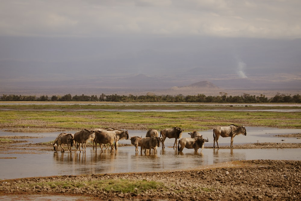 a herd of cattle standing next to each other in a muddy field