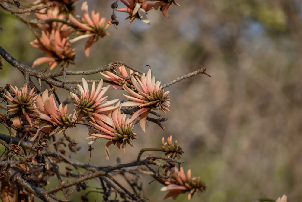 a close up of a tree branch with flowers