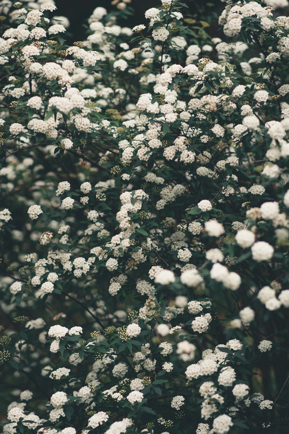 a bush of white flowers with green leaves