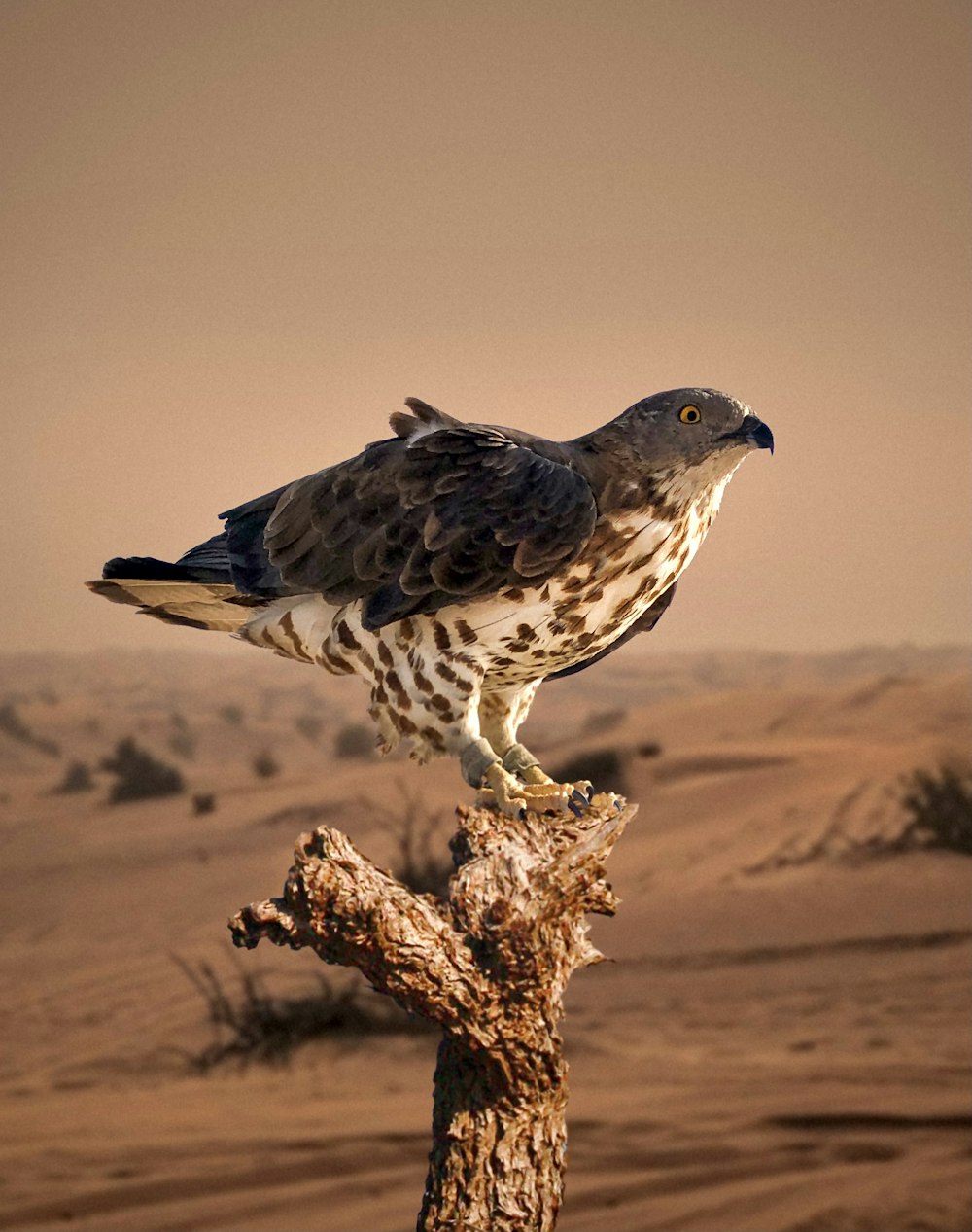 a bird sitting on top of a tree branch in the desert