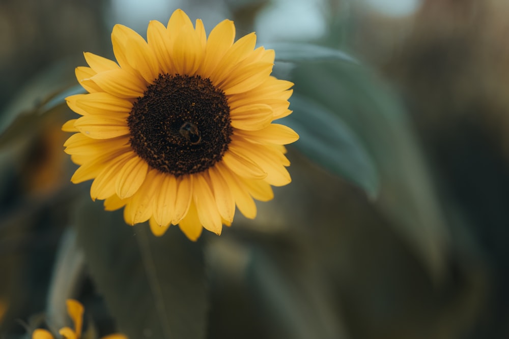 a close up of a flower