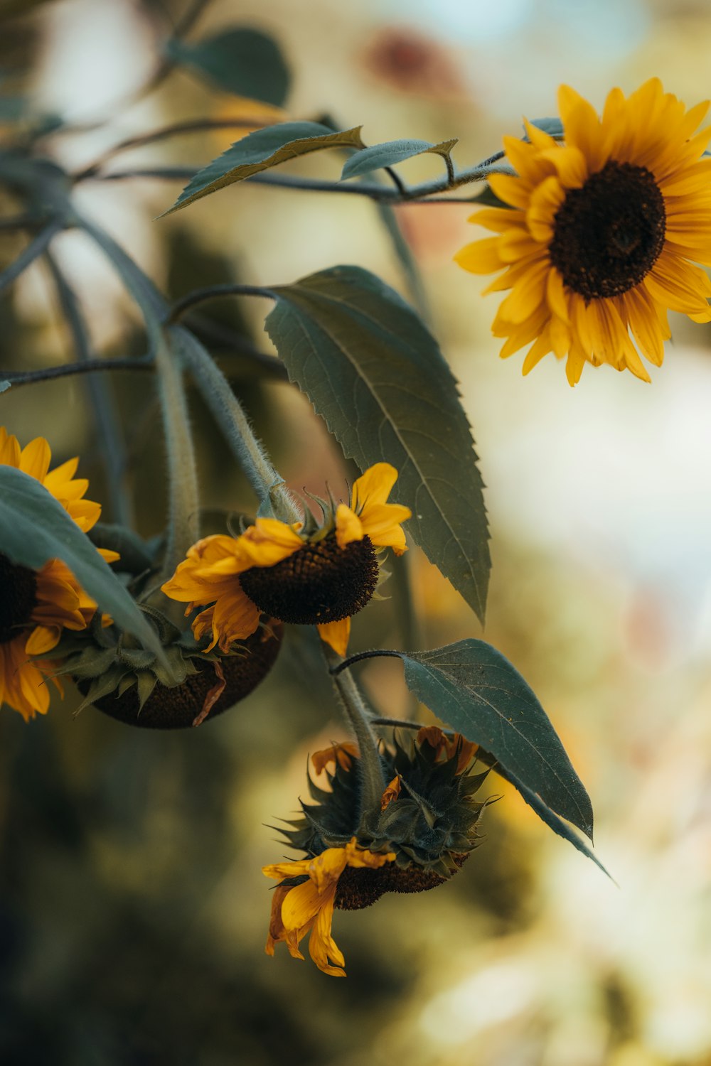 a bunch of yellow sunflowers hanging from a tree