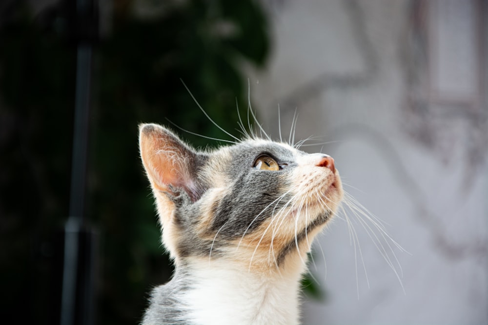 a gray and white cat looking up into the sky