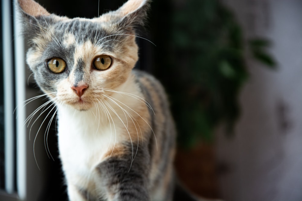 a grey and white cat standing next to a window