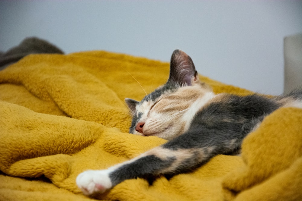 a cat is sleeping on a yellow blanket