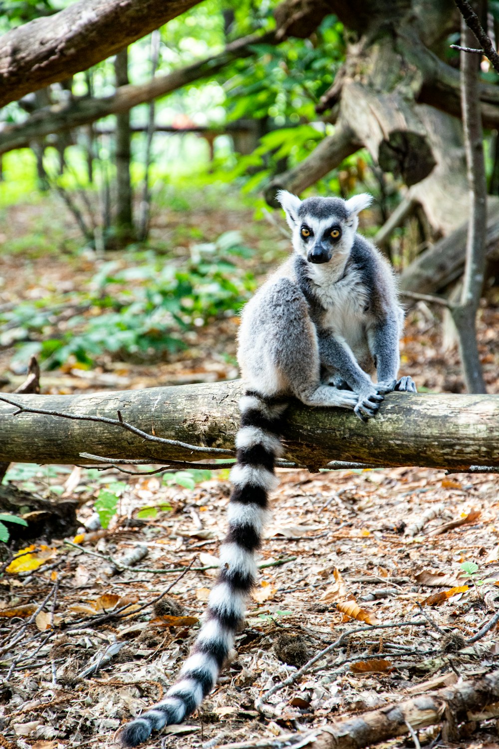 a small animal sitting on top of a tree branch