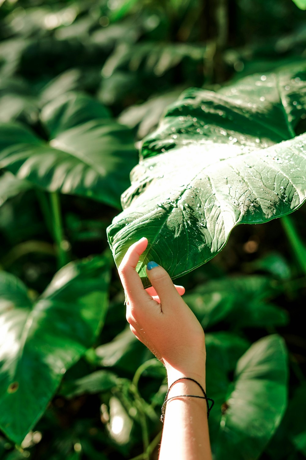 a person holding a green leaf in their hand