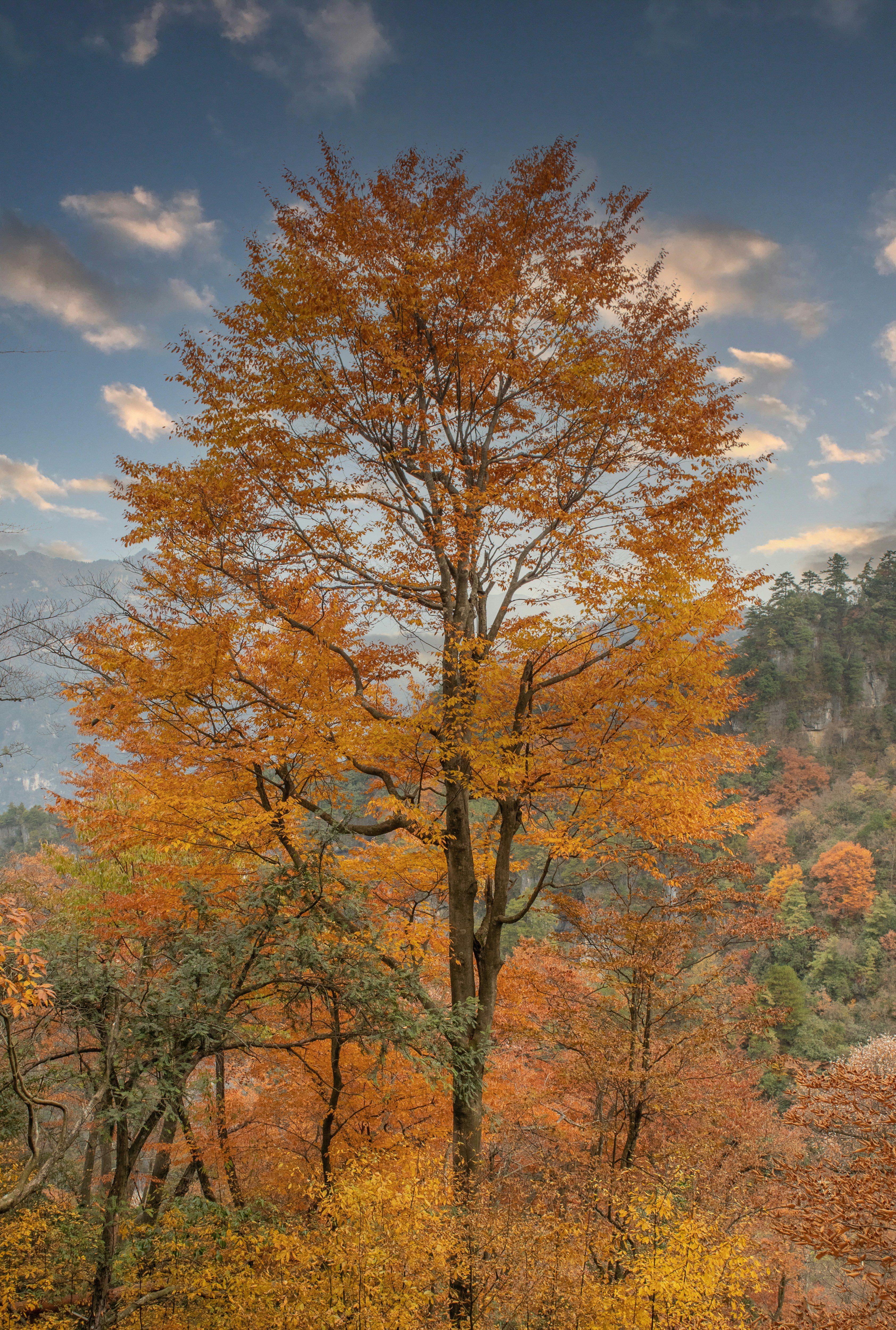 A vibrant landscape in Great Smoky Mountains National Park with fall foliage
