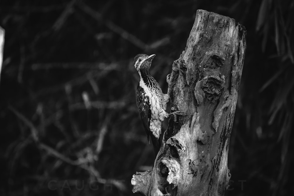 a black and white photo of a bird on a tree