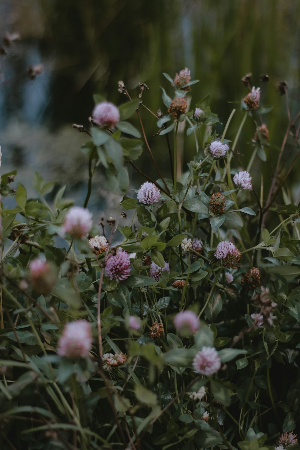 a bunch of flowers that are in the grass