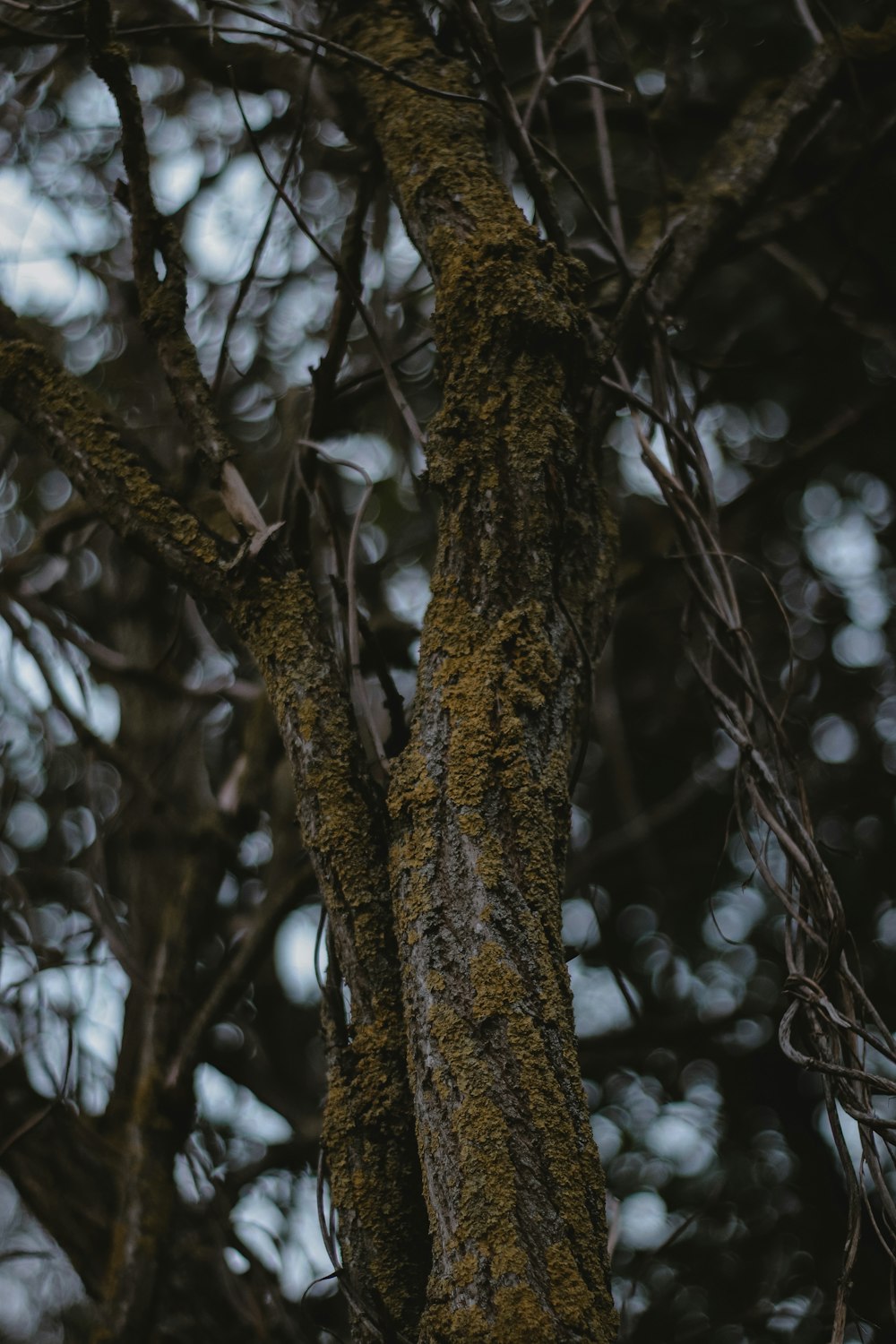 a close up of a tree with moss growing on it