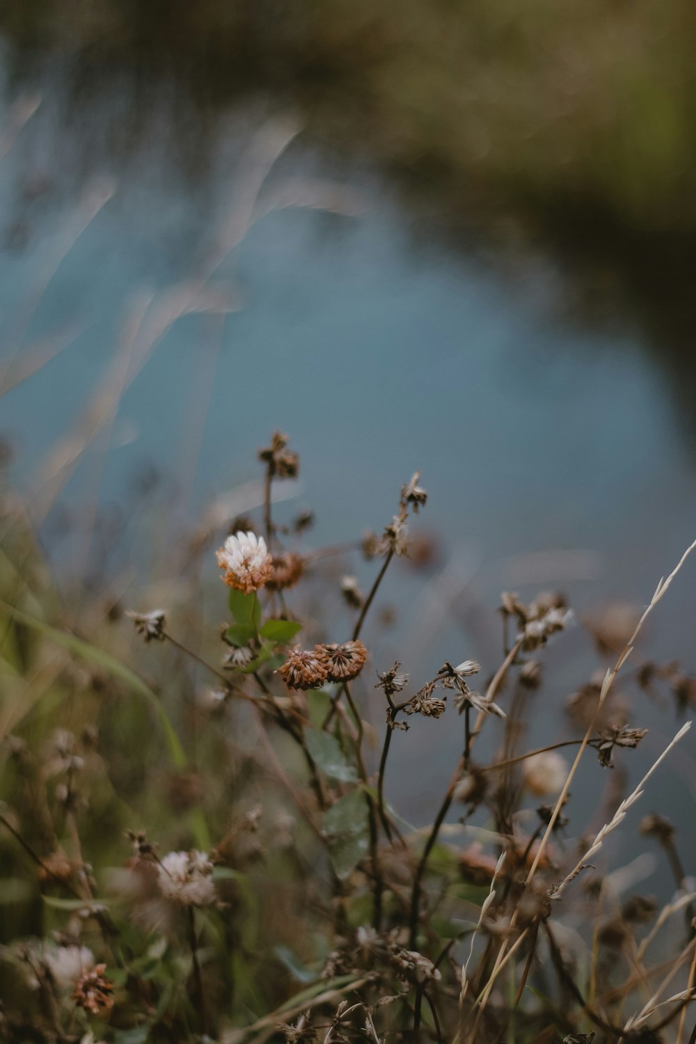 a close up of a flower with a body of water in the background