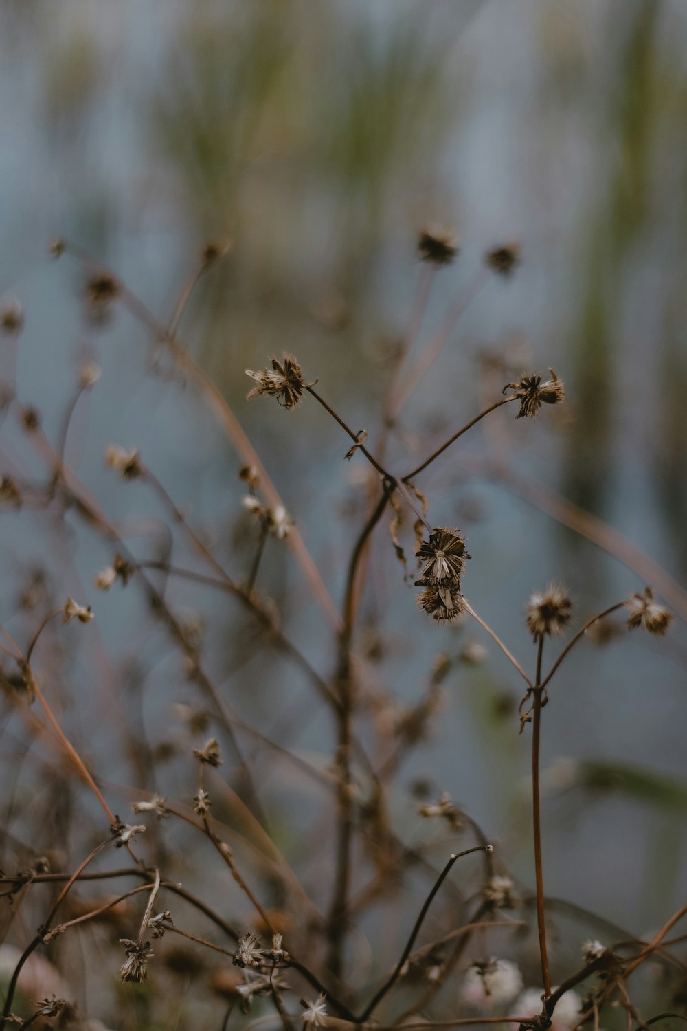 a close up of a plant with small flowers