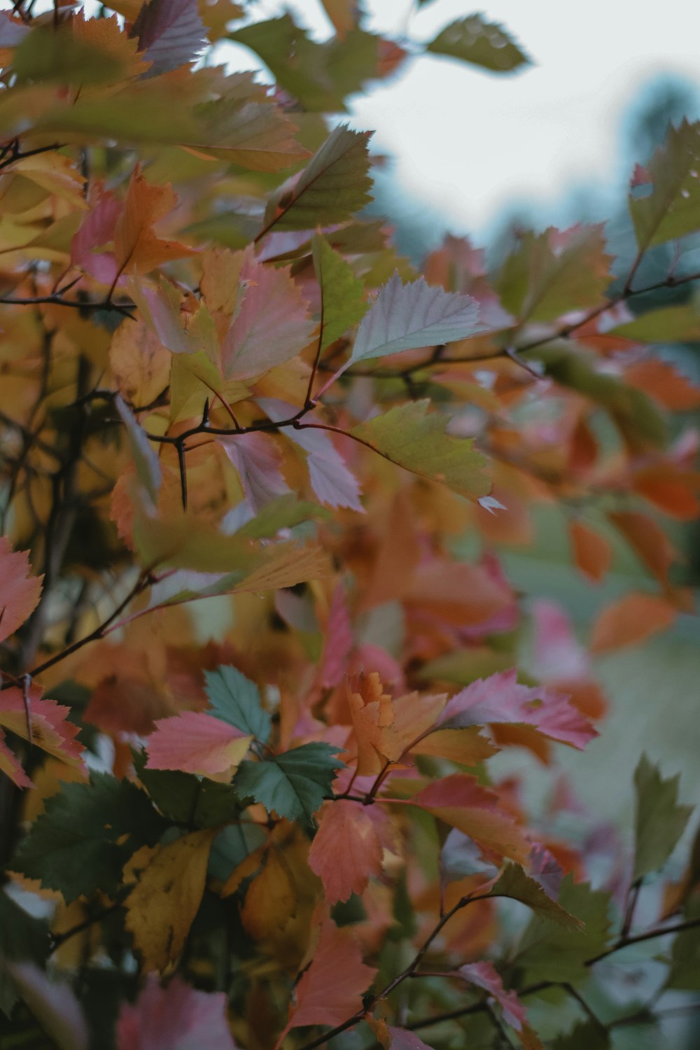 a bunch of leaves that are on a tree