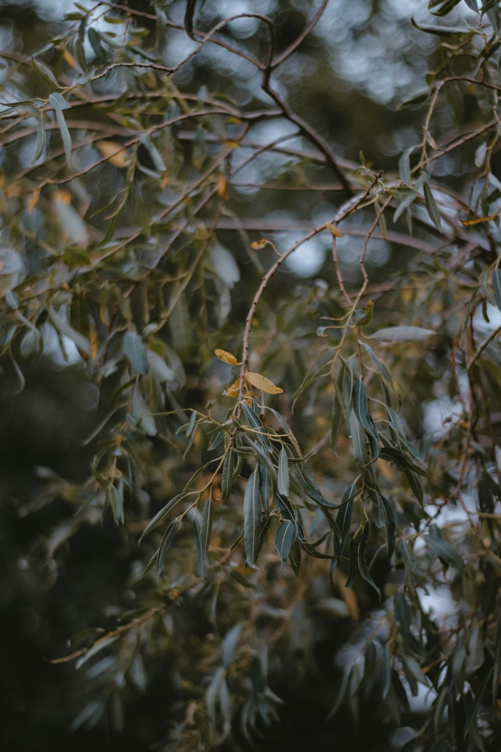 a bird perched on a branch of a tree