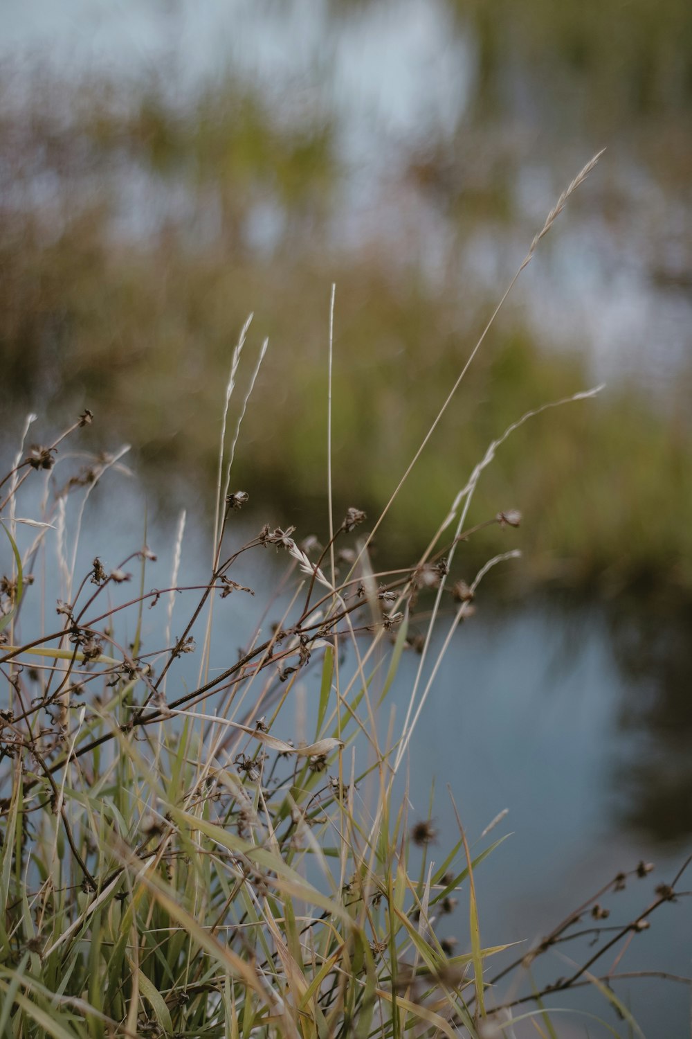 a close up of a plant with water in the background