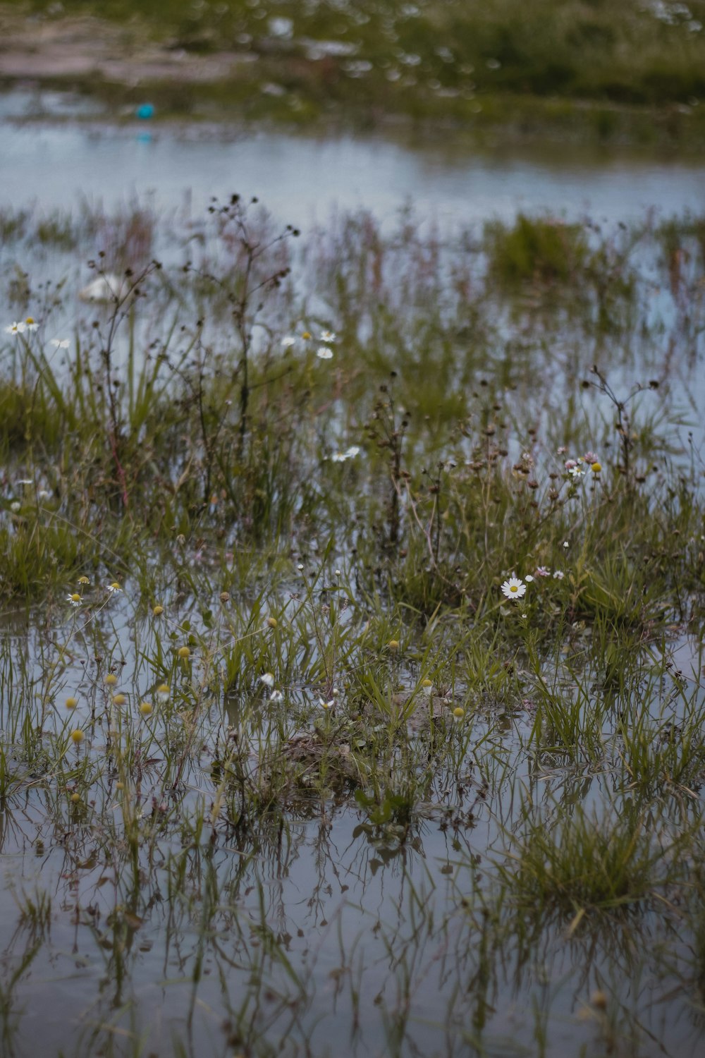 a bird standing in the middle of a flooded field