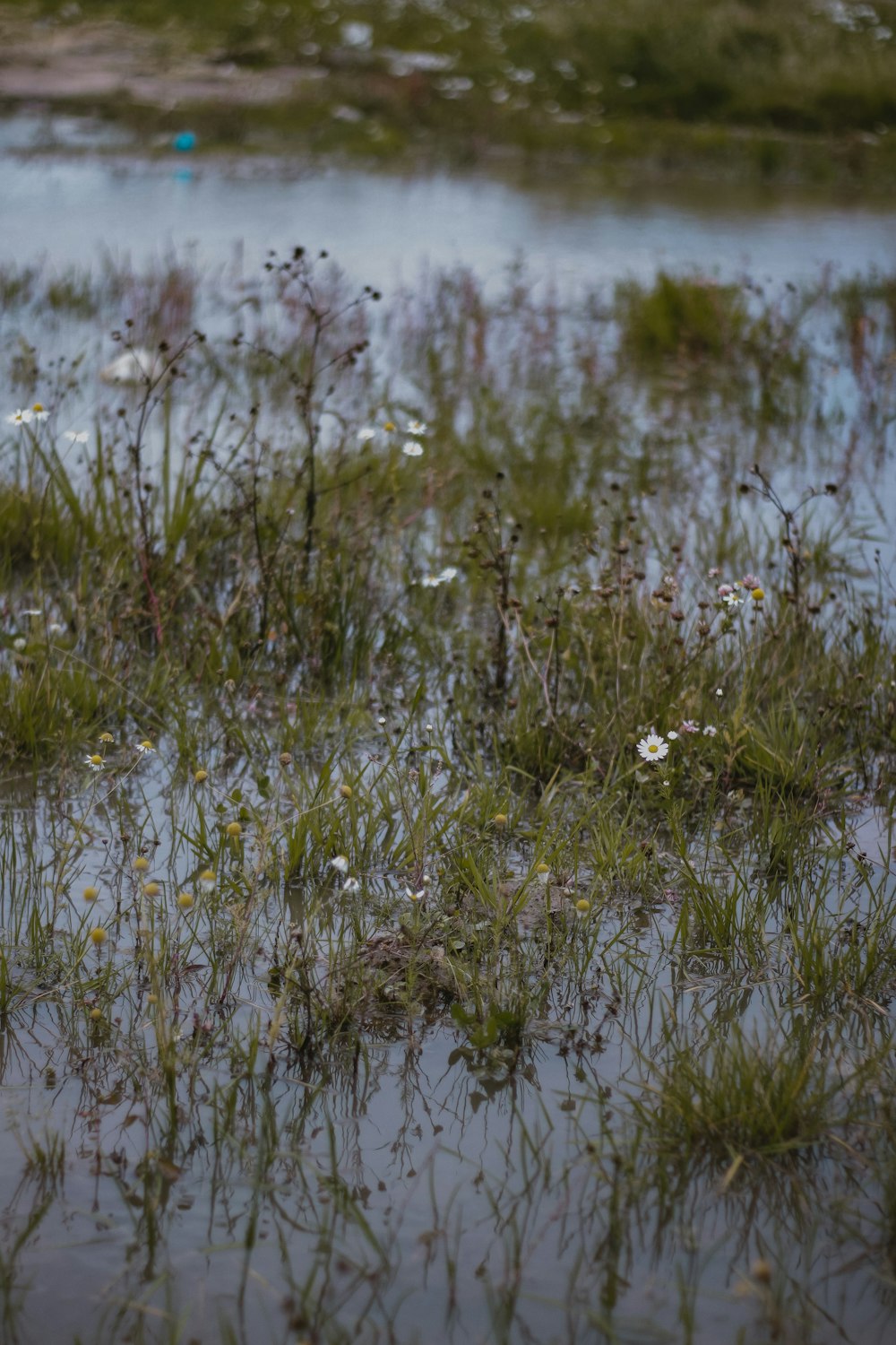 Un oiseau debout au milieu d’un champ inondé