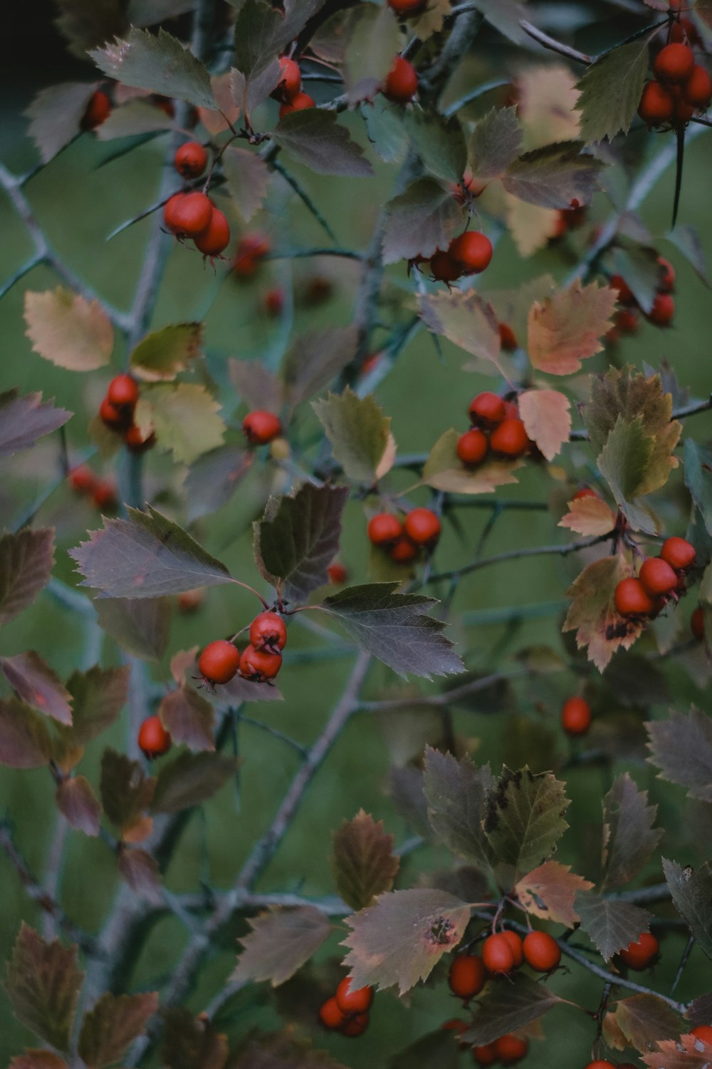 a bush with red berries and green leaves