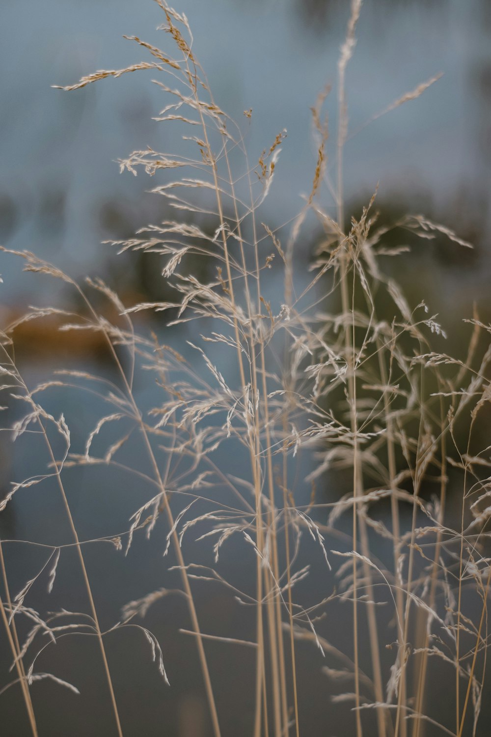 a close up of some grass near a body of water