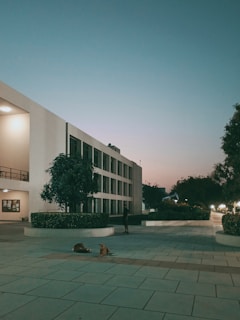 A peaceful, modern building during twilight with soft lighting illuminating the white walls. Two dogs are lying on the spacious tiled walkway in the foreground. There are a few green bushes and a large tree along the walkway.