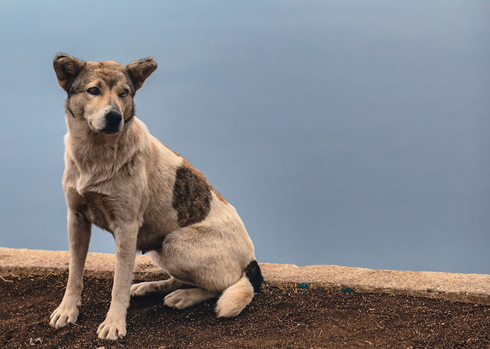 Un perro marrón y blanco sentado en la parte superior de un campo de tierra