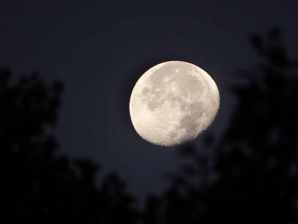 a full moon is seen through the trees