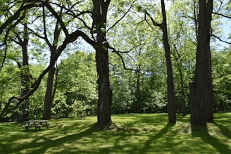 a grassy area with trees and a bench