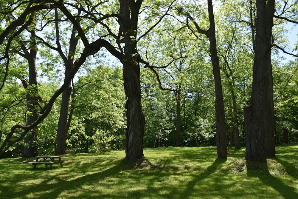 una zona de césped con árboles y un banco