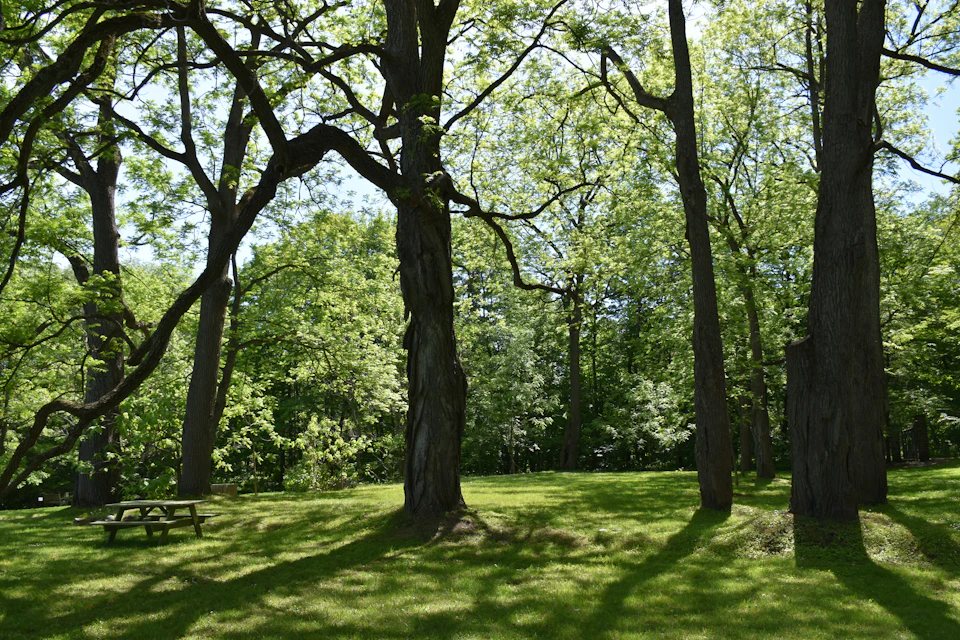 The image depicts a serene park scene with three tall, majestic trees standing on either side of a grassy area. The tree on the left is adorned with lush green leaves and has a sturdy trunk, while its counterpart on the right stands with an even denser foliage. In the center of this tranquil setting, there's a wooden picnic table surrounded by verdant grass. The scene is bathed in natural light filtering through the trees' branches, creating a beautiful interplay of shadows and highlights across the landscape.