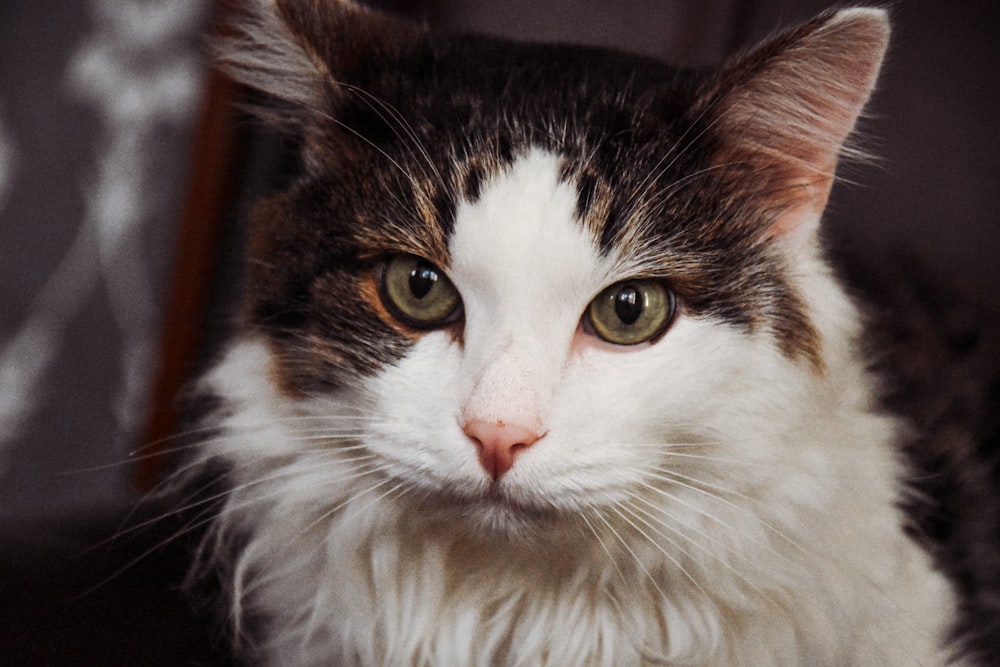 a close up of a cat with green eyes