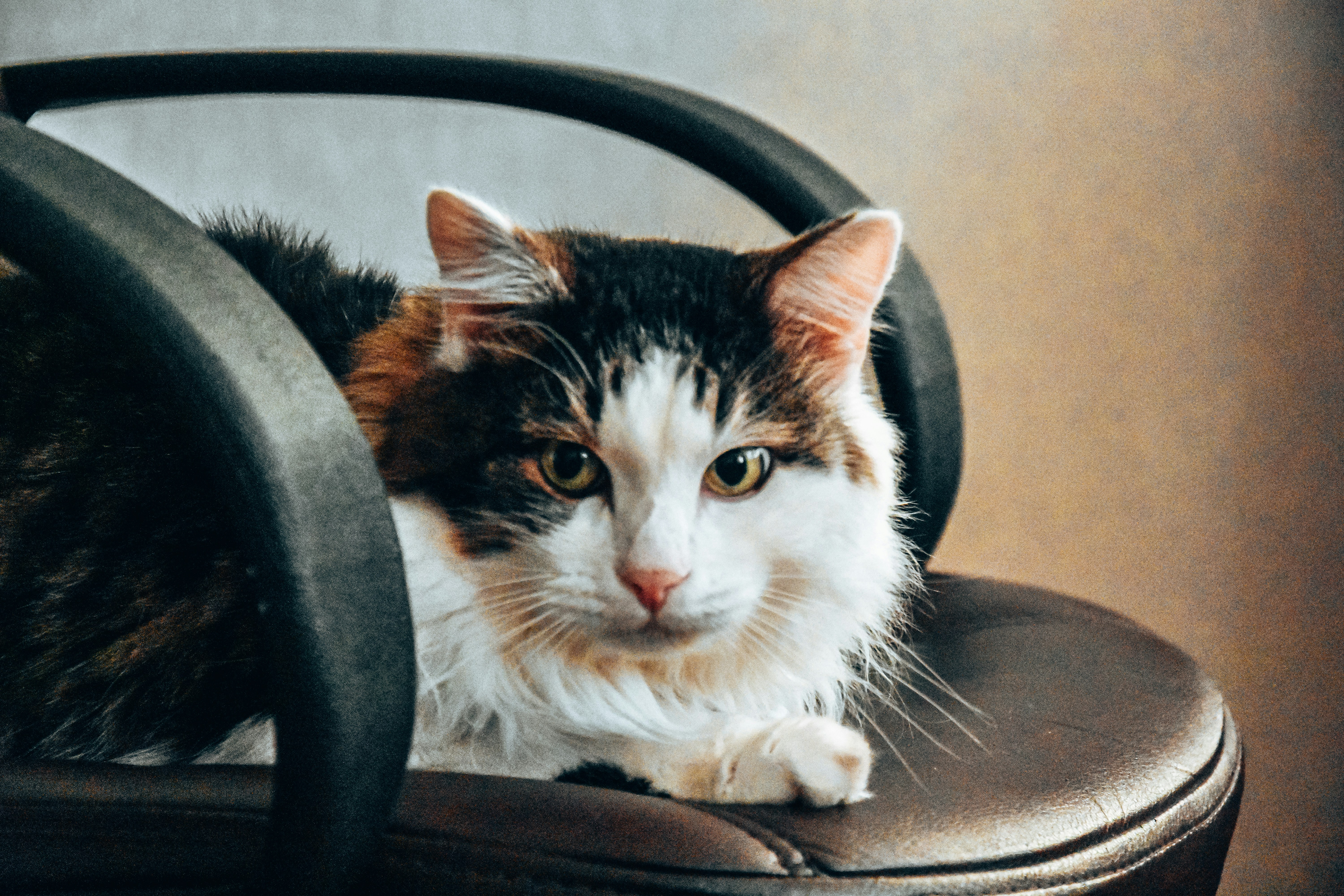 a cat sitting on top of a leather chair