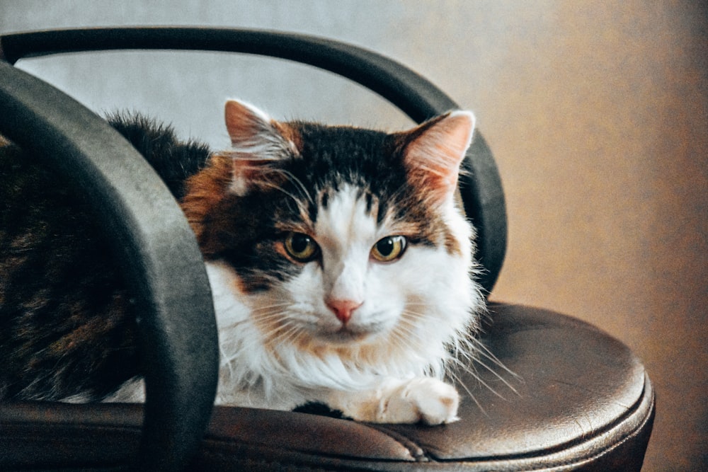 a cat sitting on top of a leather chair