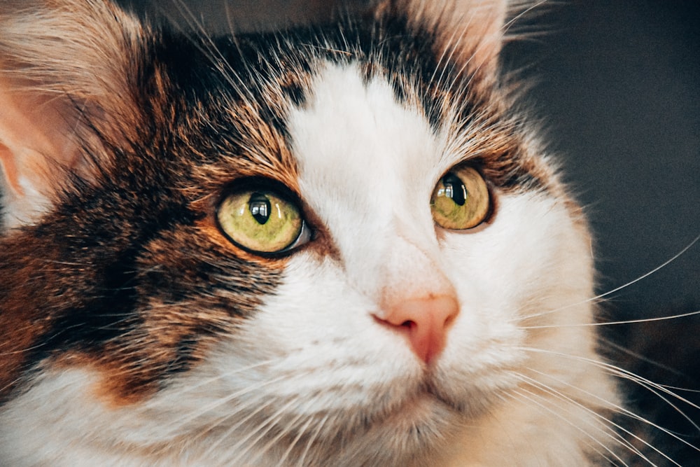 a close up of a cat with green eyes