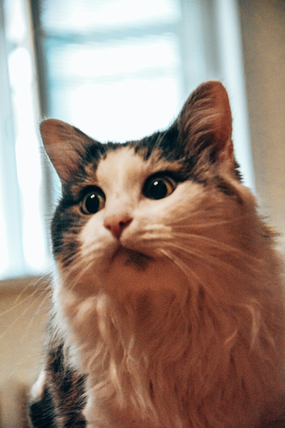 a close up of a cat near a window