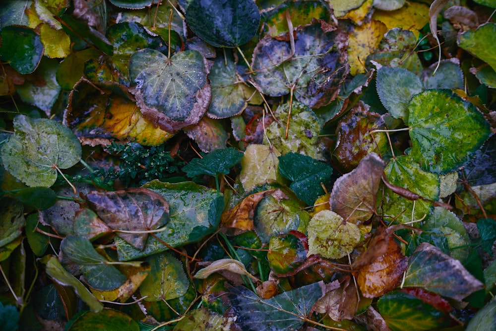 a bunch of leaves that are on the ground