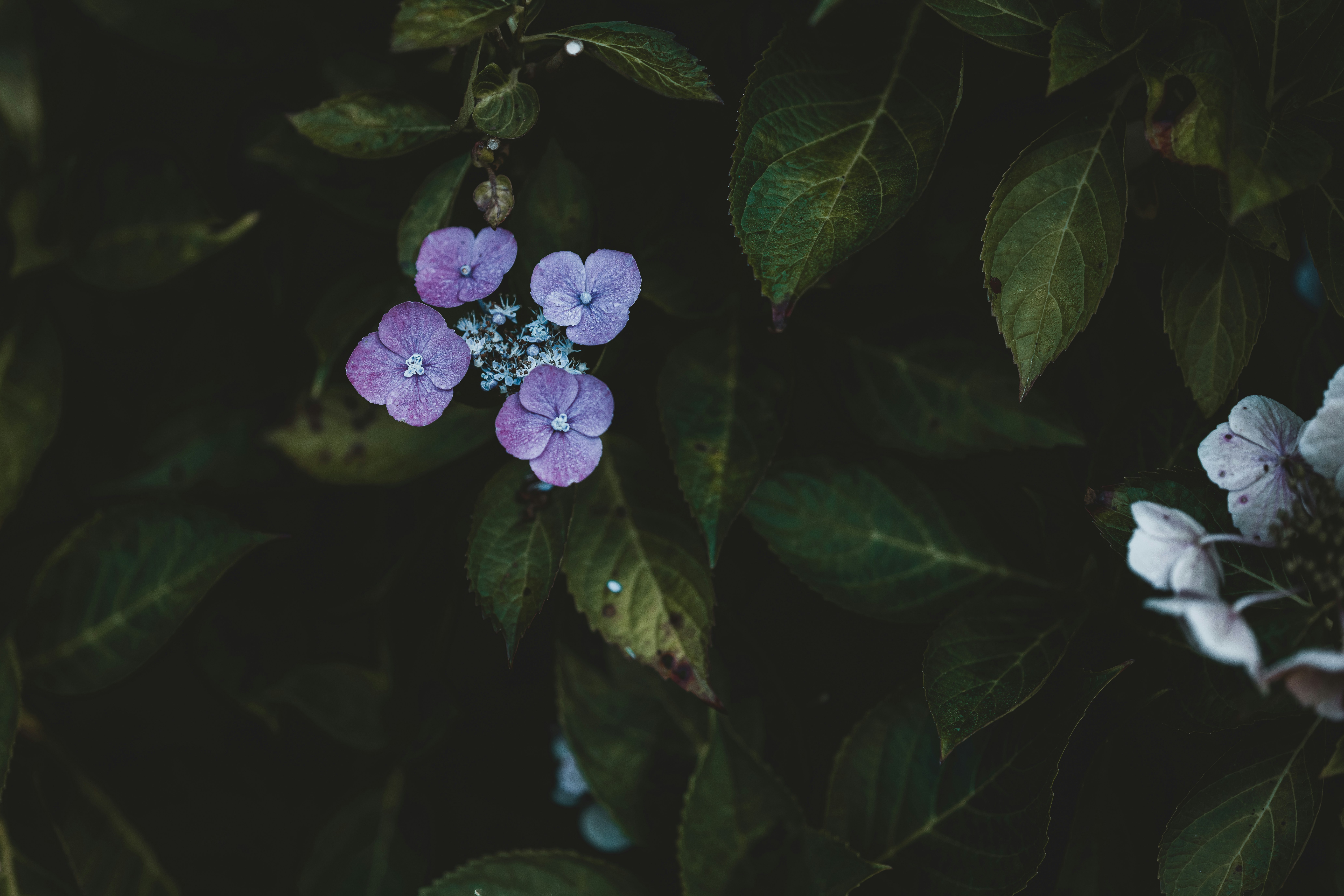 Photo by anniespratt