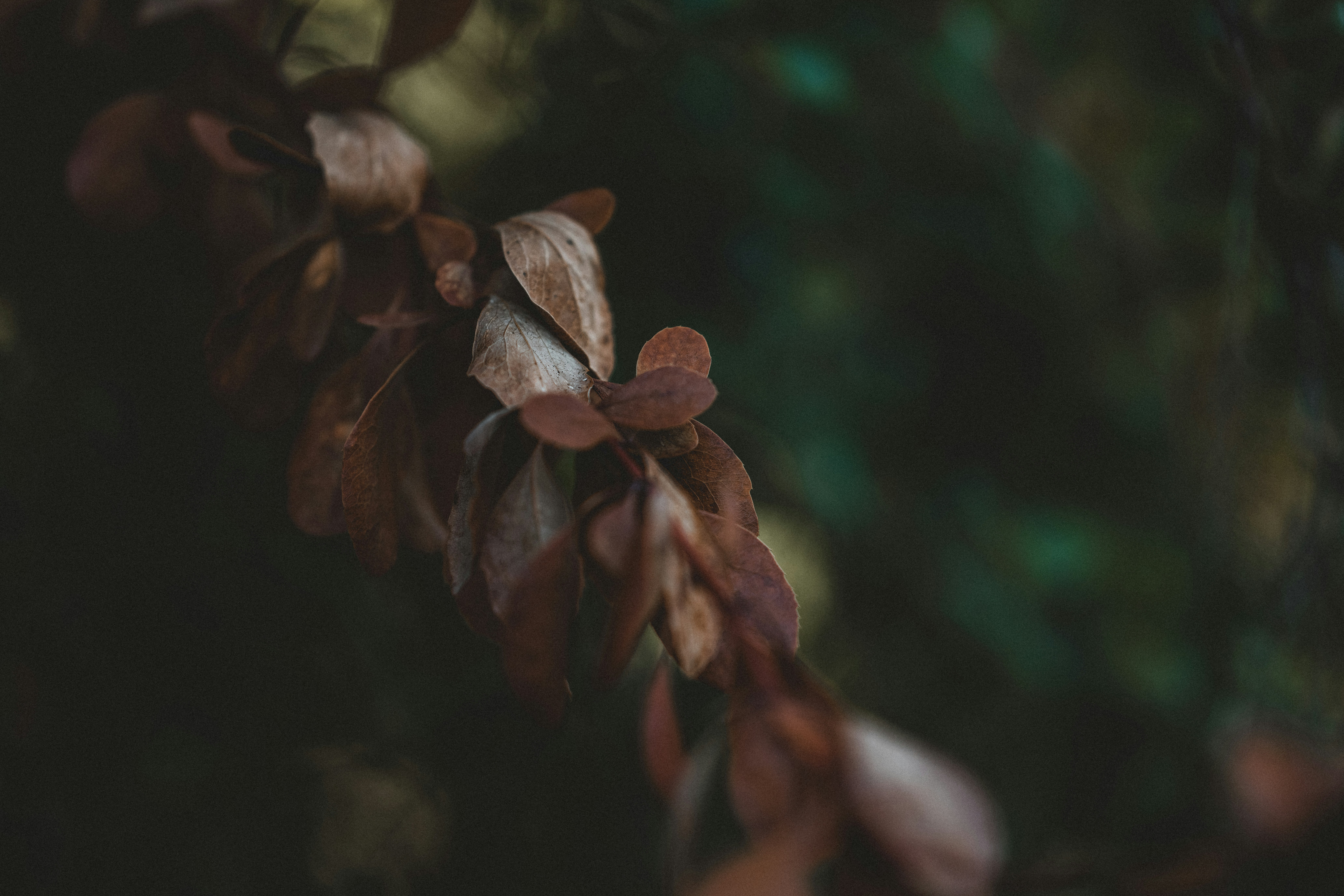 Photo by anniespratt