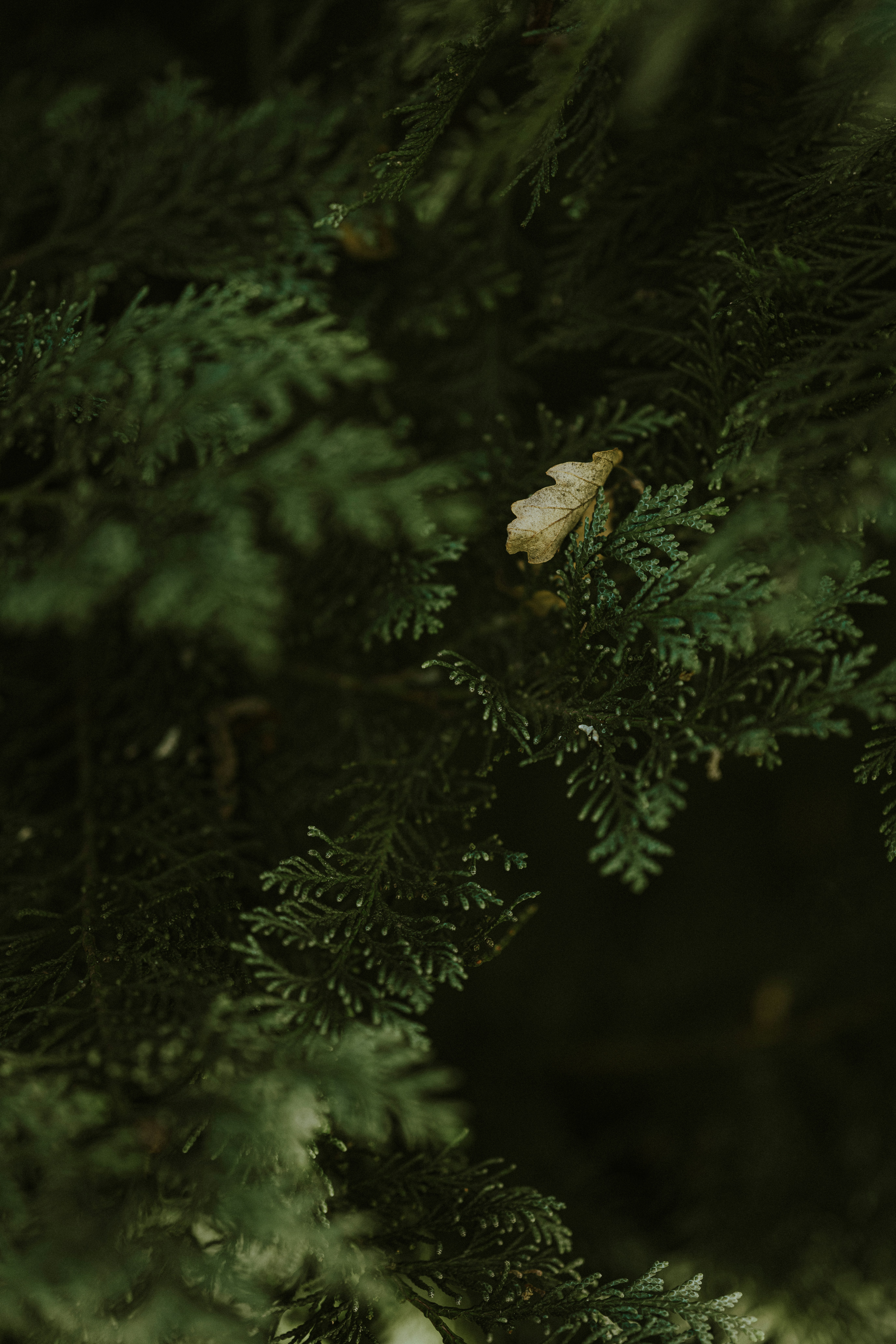 Photo by anniespratt