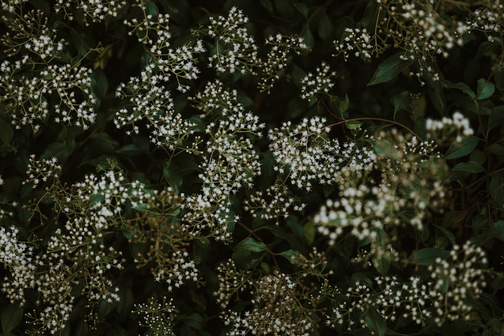 a bush with white flowers and green leaves