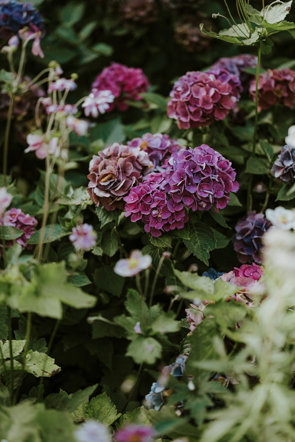 a bunch of flowers that are in the grass