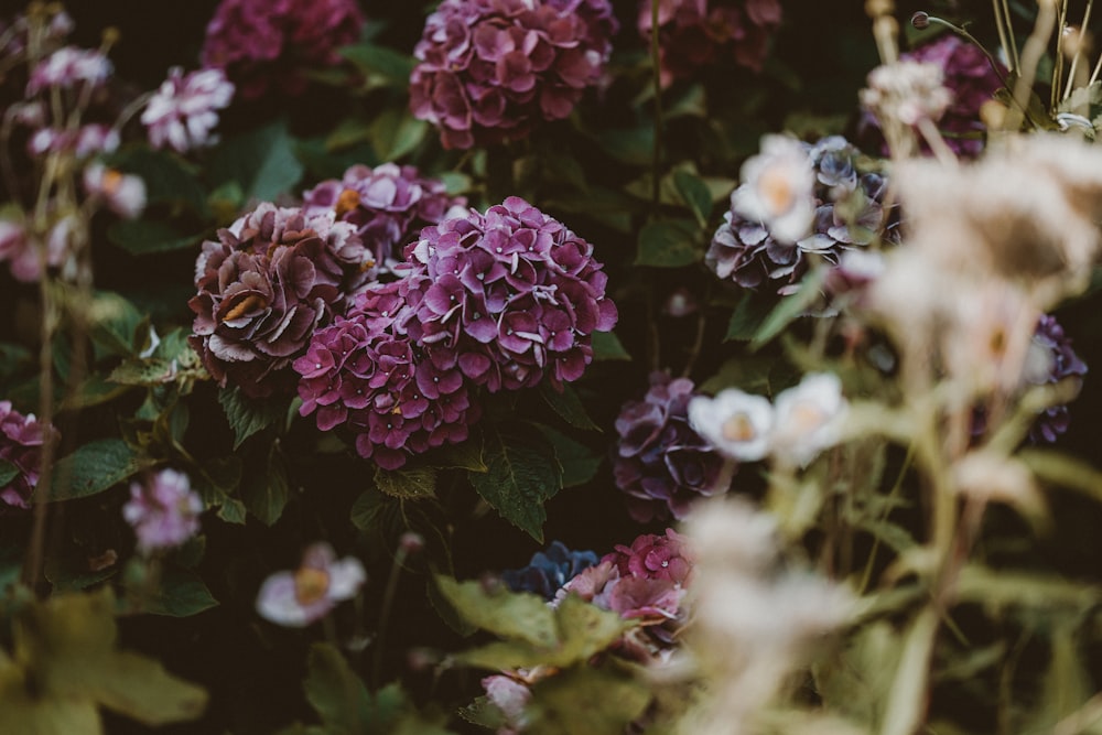 a bunch of flowers that are in the grass