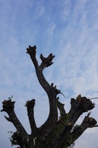 An arborist trimming a tall tree under a bright blue sky.