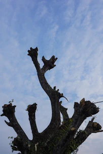 A Steine Tree Service crew carefully trimming a large oak tree against a bright blue sky.