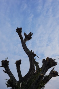 A large tree stump with numerous trimmed branches reaching upwards against a bright blue sky. Sparse greenery and a few small sprouts are visible at the base of the cut branches.